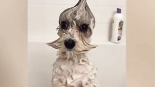 Funny# videos#dogs compilation,dogs part 8