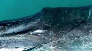 Mind-Blowing Facts about Humpback Whales