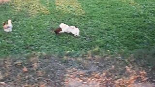 Rooster vs dog big fight