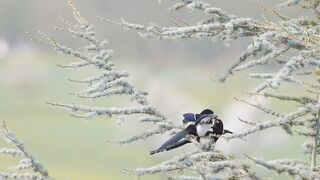 Love Birds Nature