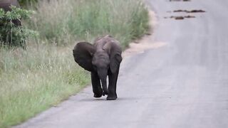 Elephant Roadblock- Sassy Baby Elephant Tries To Charge Game Vehicle