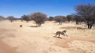 Adorable Moment Cheetahs Chase Jeep After Being In Rehabilitation