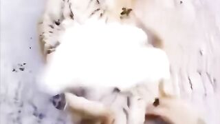 Top Funniest Animal Videos of 2023: Funniest Dogs And Cats Videos