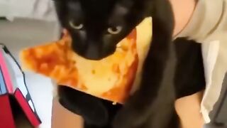 The funniest animal videos of 2023 feature cute cats2023.