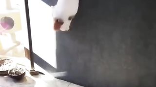Best Funny Animal Videos 2023 - Funniest Dogs And Cats Videos2023