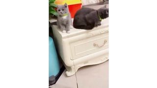 Cats funny video/cat fighting