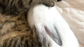 Funny Animals ????