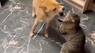 Dogs and cats are featured in the funniest animal videos of 2023