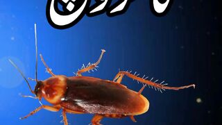 Lal beag | cockroach#urdu#facts