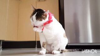 Beautiful cat