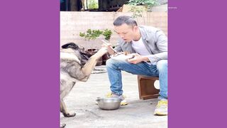 Funniest Animals | Super Dog Video| Funny Animals Video #2