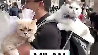 funny tails