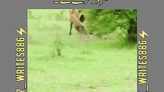 Sanak