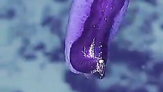 The sea Astronaut