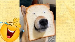 If You Laugh You Lose - Memes 2023