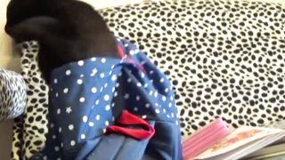 Funny cats