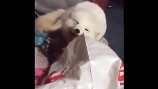Some important funny acting of cat