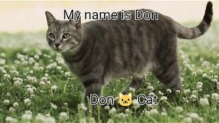 Cat fourth episode with good funny