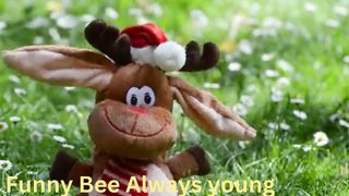funny Bee