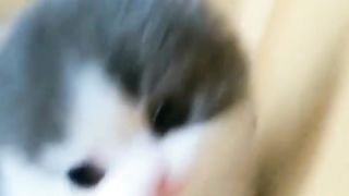 Lovely Cute Cat Videos ???????????????? #shorts #funny #animals #youtubeshorts #cat