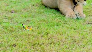 King Of Forest |tigger| Animal
