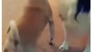 very funny video ????????????