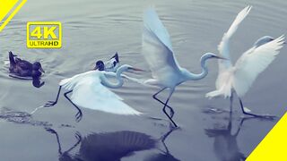 Ducks attacked on White Egret | Birds | 4k