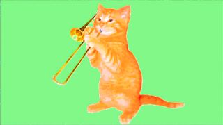 Funny cat ????