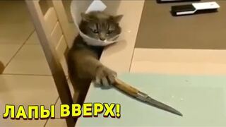 ЗАСМЕЯЛСЯ - ПОДПИСАЛСЯ!! ЛУЧШИЕ ПРИКОЛЫ