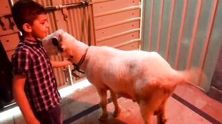 My younger kid is playing with the sheep