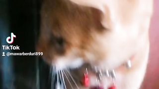 Oza hungry