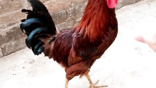 Red Rooster Beauty.