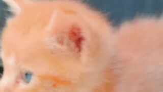 Cute cat meowing sound
