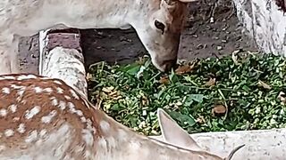 Two stag fight not a very strong one but enjoy #short