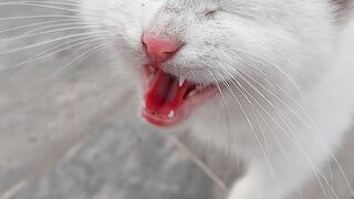 Cat Video || Hungry Cat ????