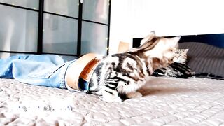 Funny Cat and Cute Kitten Playing Completion for laugh