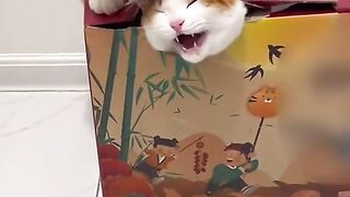 Amazing cat ???? fun