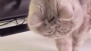 Amazing cat fun