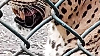 Leopard afraid suddenly