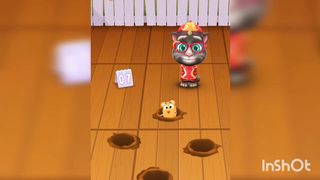 cat???????????? funny???????????? video????????????