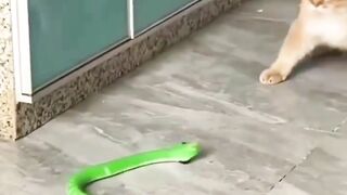 Snake vs Cat