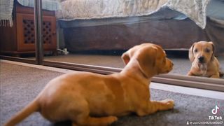 Looking for an other dogs ????????