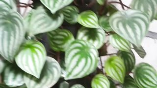 very beautiful plant