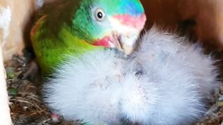 Red bagriger breeding satup #hassanpapagei