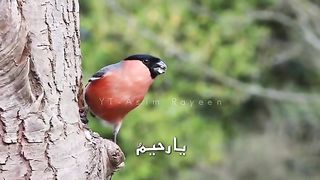 Names of Allah butterfly video Flowers Nice seen in this video islamic Entertainment