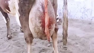 Red Friesian cow | Highest Milking Cow