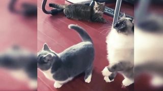 Cute cat
