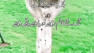 Amazing video for mornings