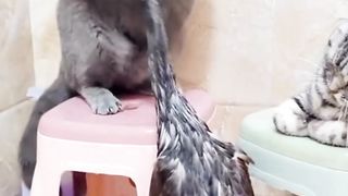 Amazing video funny cat ???? video ????