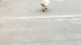 model duck